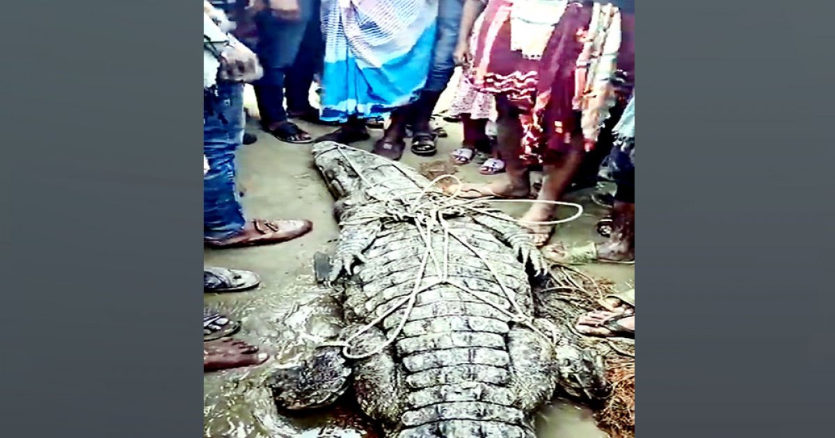 জেলের জালে ধরা পড়ল ১০ ফুট লম্বা কুমির