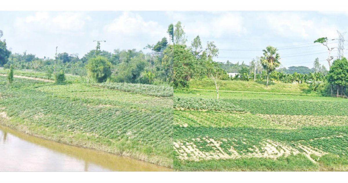 চরের জমিনে সবুজের গালিচা