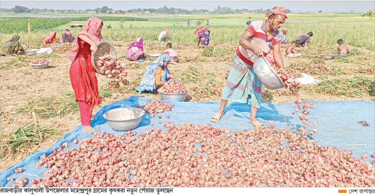 শঙ্কায় আগাম পেঁয়াজ তুলছেন কৃষক