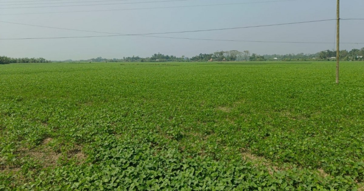 রায়পুরে সয়াবিন চাষে স্বপ্ন দেখছেন কৃষকরা