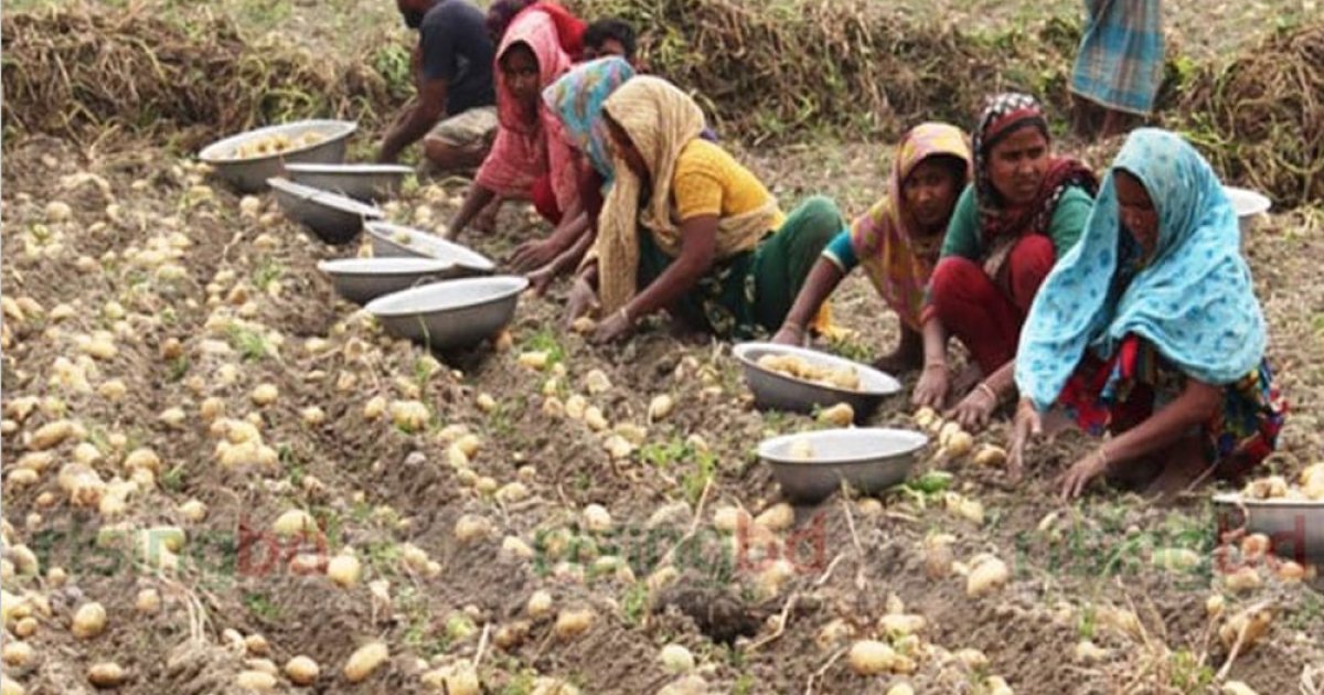 আলুর সর্বনিম্ন দাম বেঁধে দিল সরকার