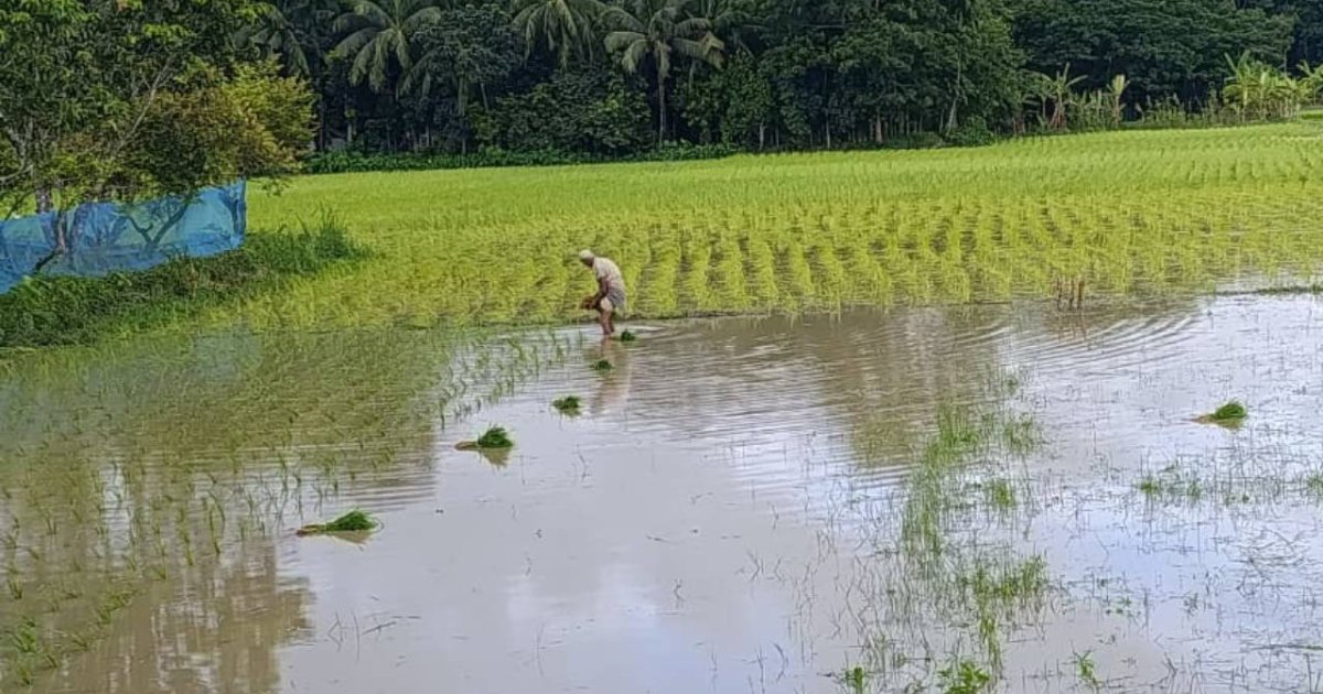 দুমকিতে আমন রোপনে কৃষকের ব্যস্ততা