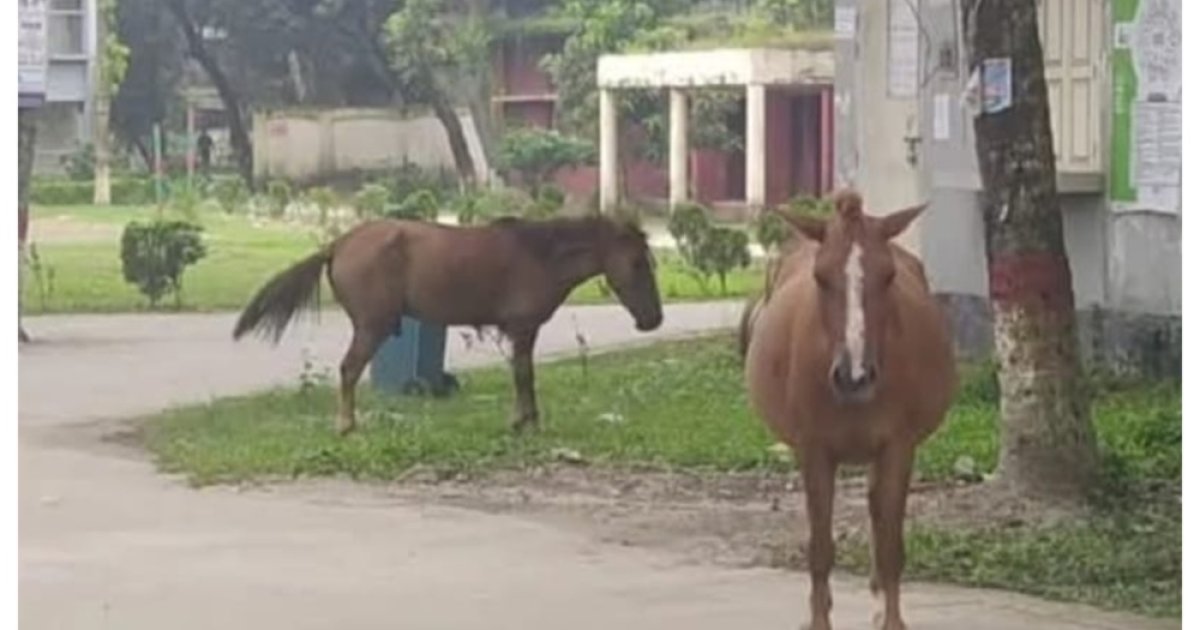 বোয়ালমারীতে ঘোড়ার কামড়ে আহত ২০