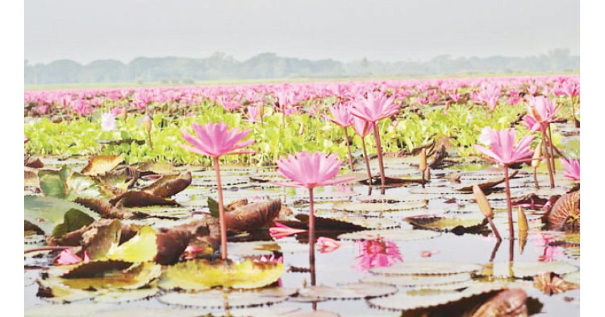 চেচুয়া বিলের বাহারি শাপলা