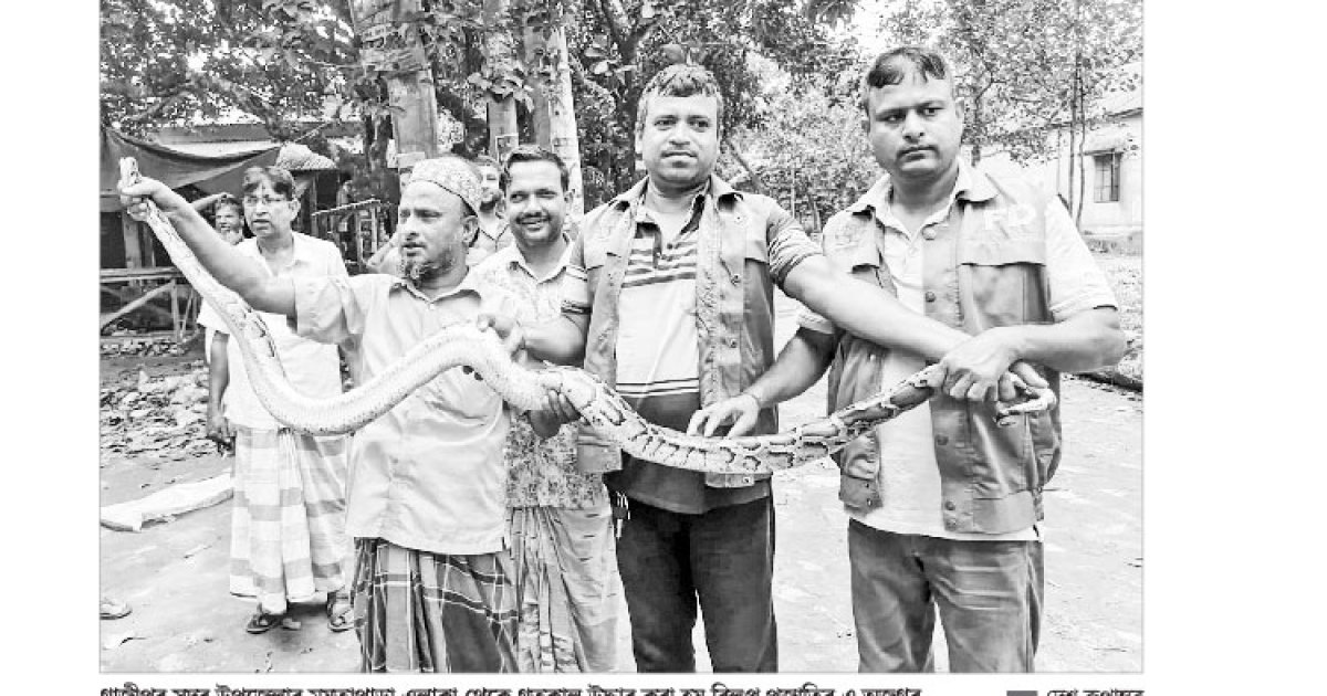 গাজীপুরে বিলুপ্ত প্রজাতির অজগর উদ্ধার