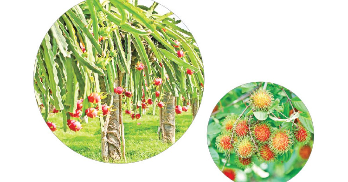 বিদেশি ফলের আবাদ বাড়ছে