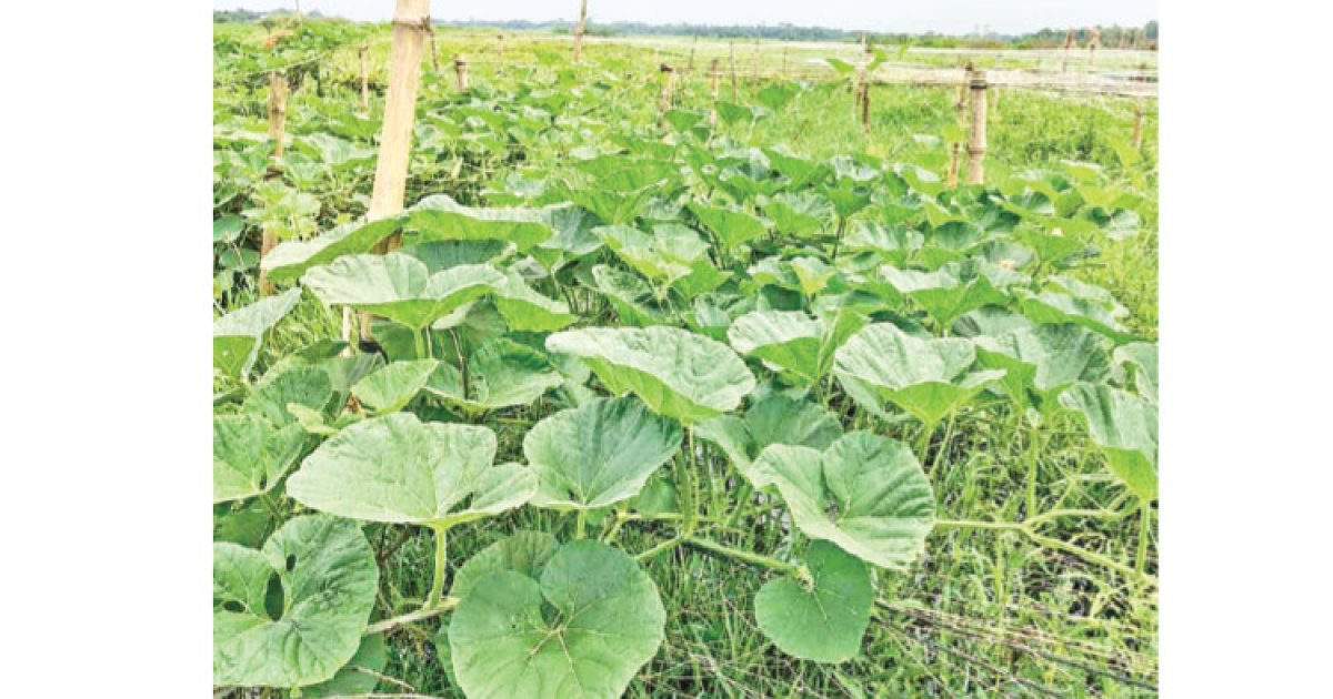 ডালি পদ্ধতিতে সবজি চাষ