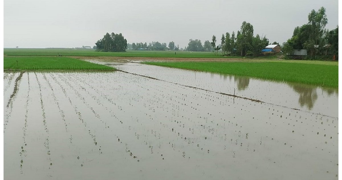 সারিয়াকান্দিতে টানা বৃষ্টিতে ডুবছে মরিচের চারা