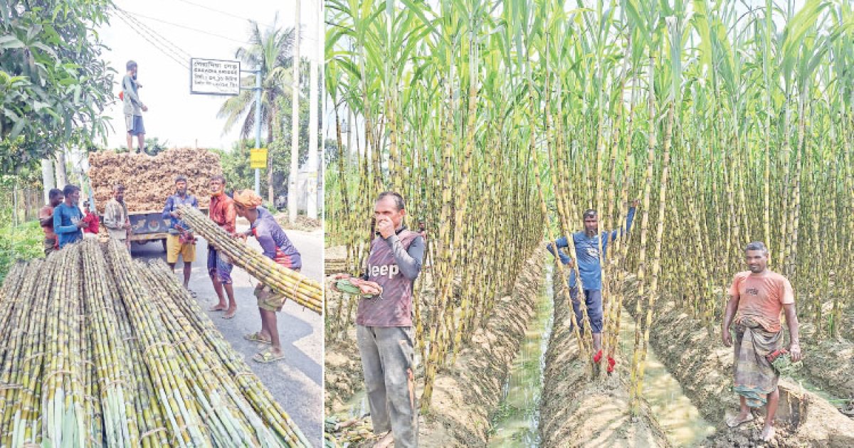 আখ চাষে লাভ আছে