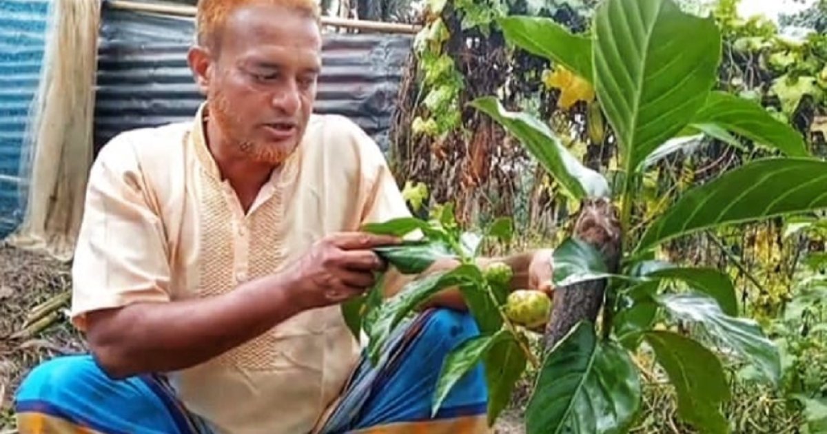 ননী ফল চাষে সফল ময়মনসিংহের রফিকুল