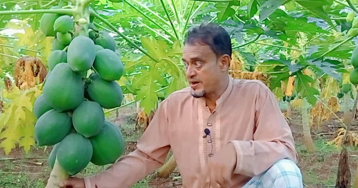 ত্রিশালে রেড লেডি জাতের পেঁপের বাম্পার ফলন