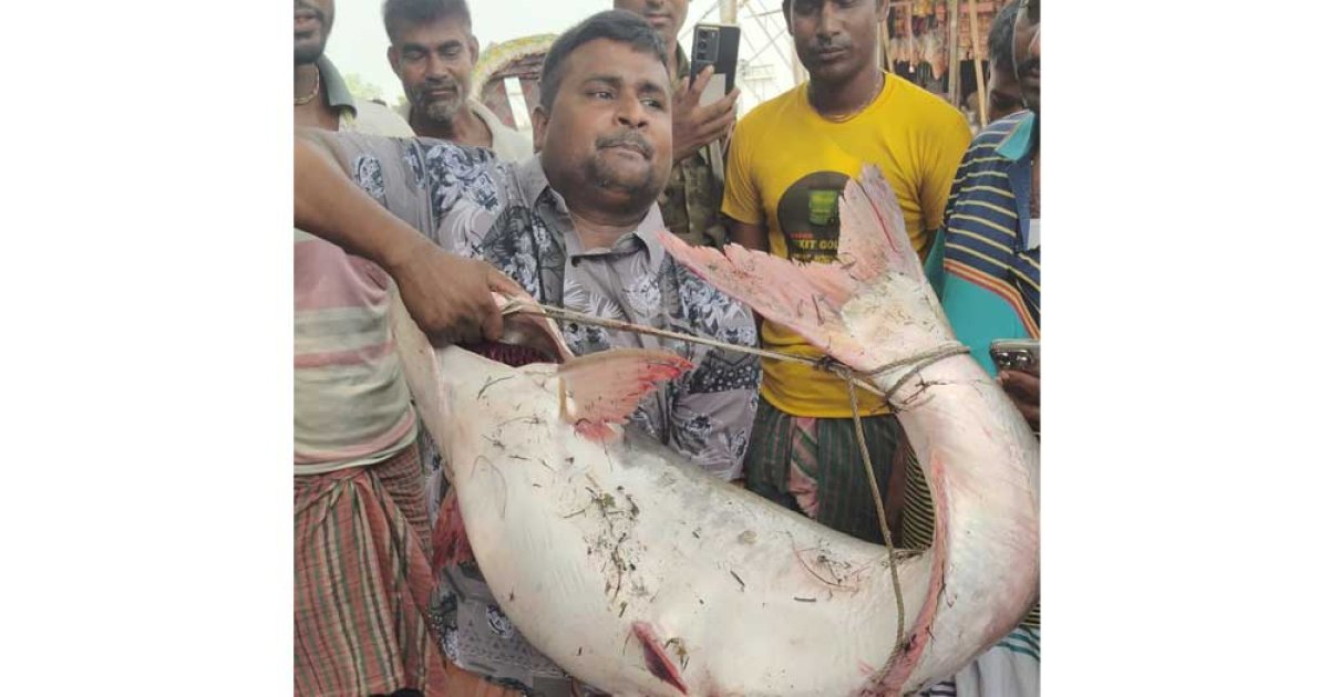 রাজবাড়ীতে ২৫ কেজির পাঙাস ৬৪ হাজারে বিক্রি