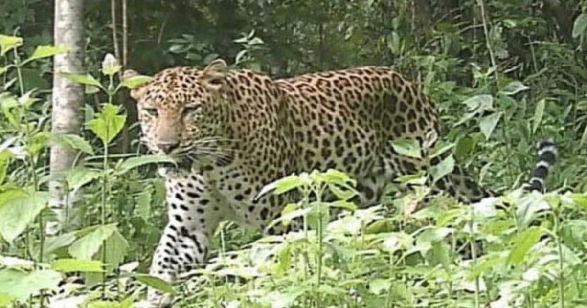 উঠান থেকে প্রথম শ্রেণির ছাত্রকে নিয়ে গেল চিতাবাঘ, পড়ে রইল খোলা বই