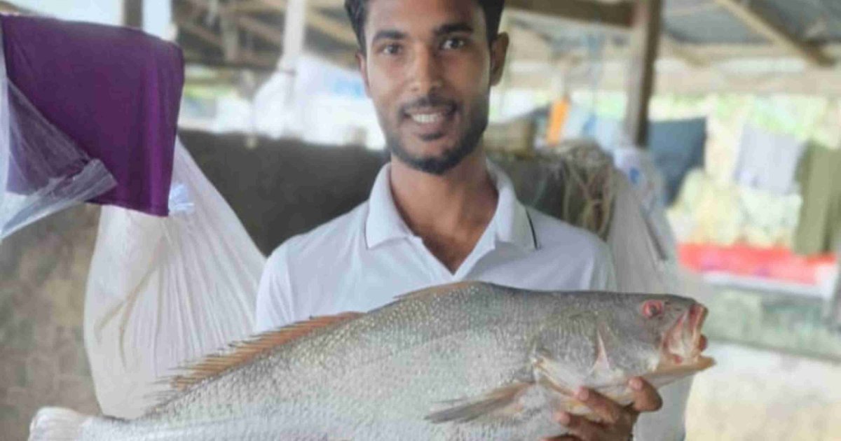 কালো পোয়া দেখতে আড়তে ভিড়, দাম ৮০ হাজার