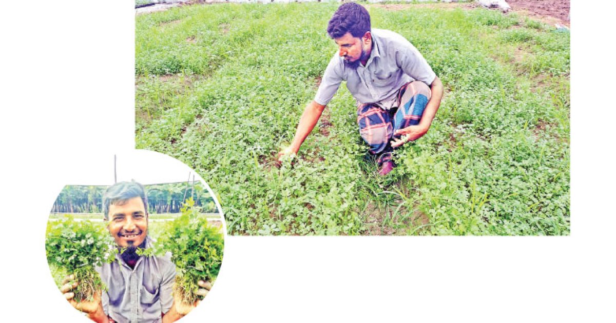 ধনেপাতায় কৃষকের ঘরে লাখ টাকা