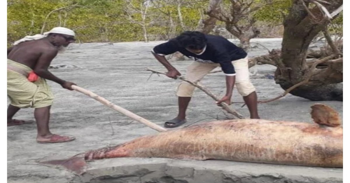কুয়াকাটা সৈকতে ফের ভেসে এল মৃত ডলফিন