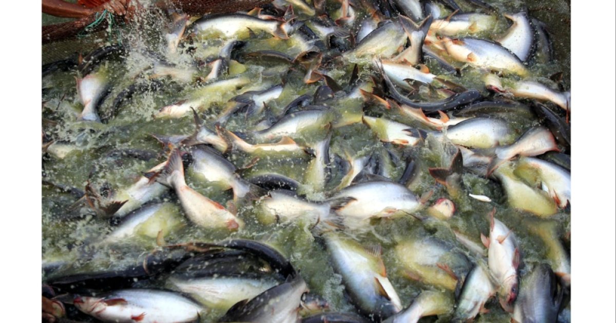 মাছ চাষে বিপ্লব ঘটিয়েছে ত্রিশালের চাষিরা