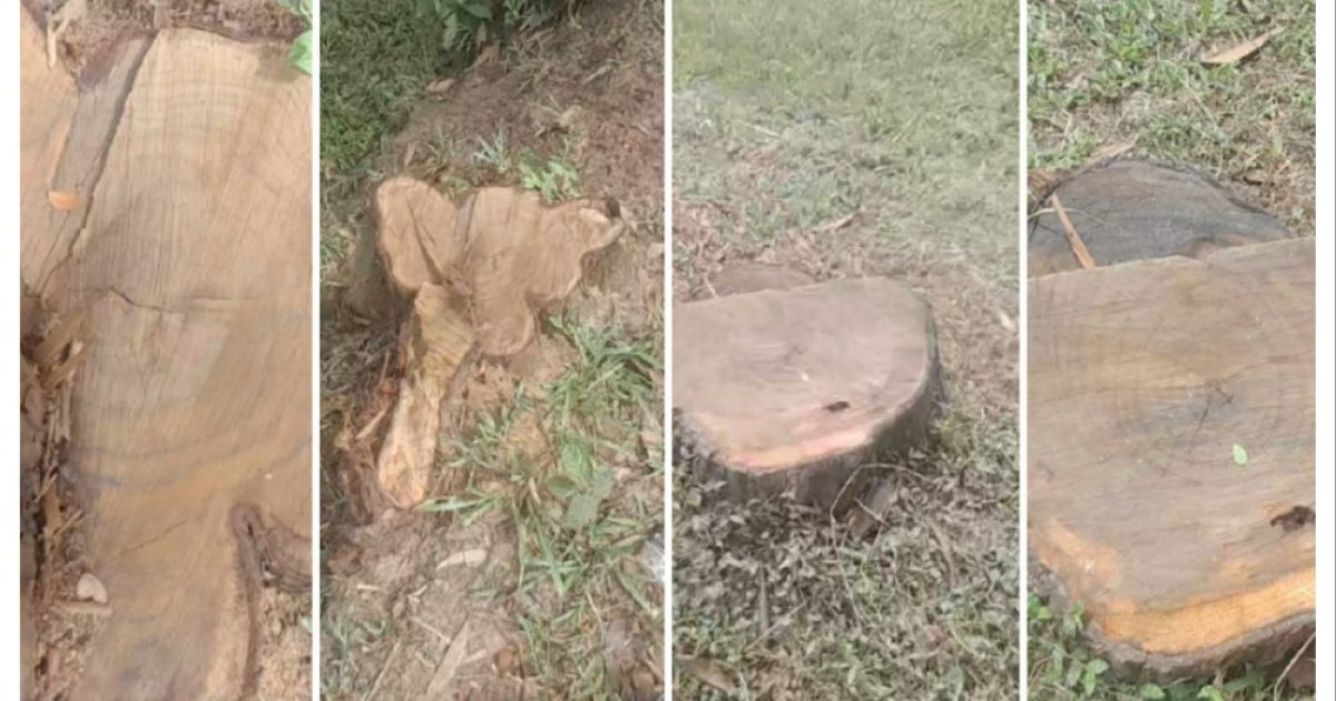 মাধবপুরে এলজিইডি রাস্তার অর্ধশতাধিক গাছ চুরি
