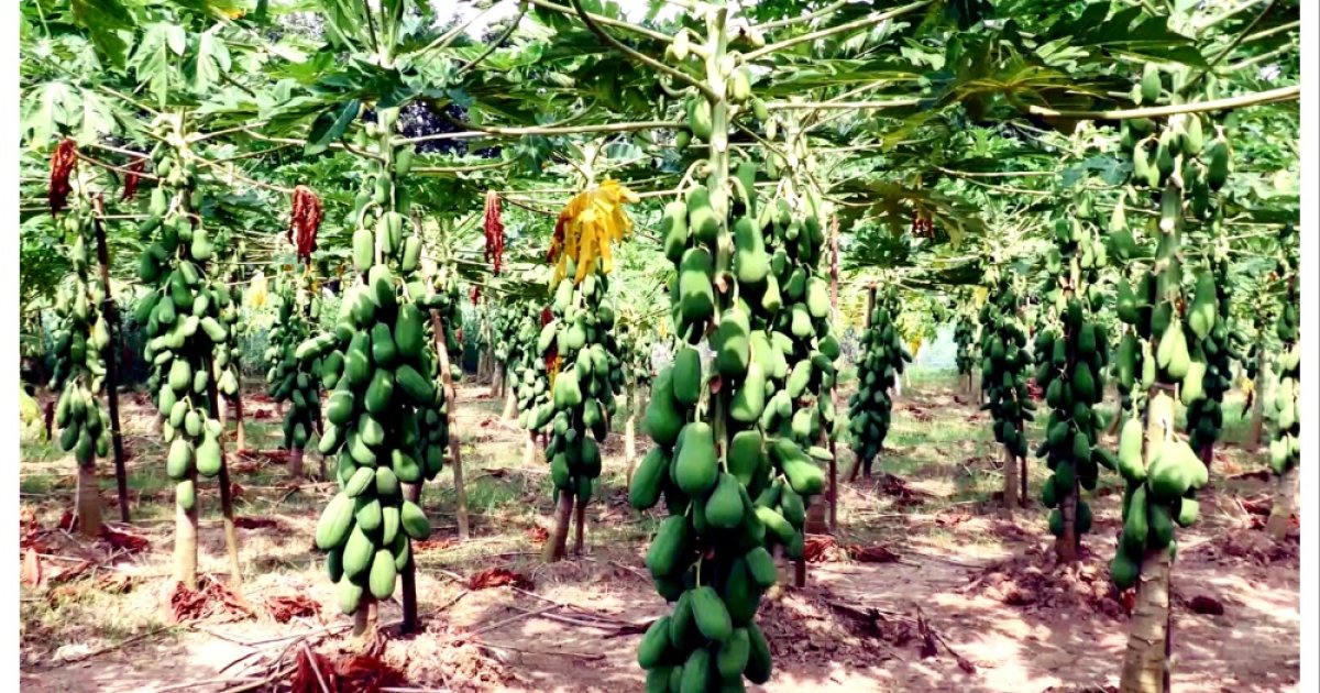 অধিক লাভের পেঁপে চাষ তামাক মুক্ত পরিবেশ