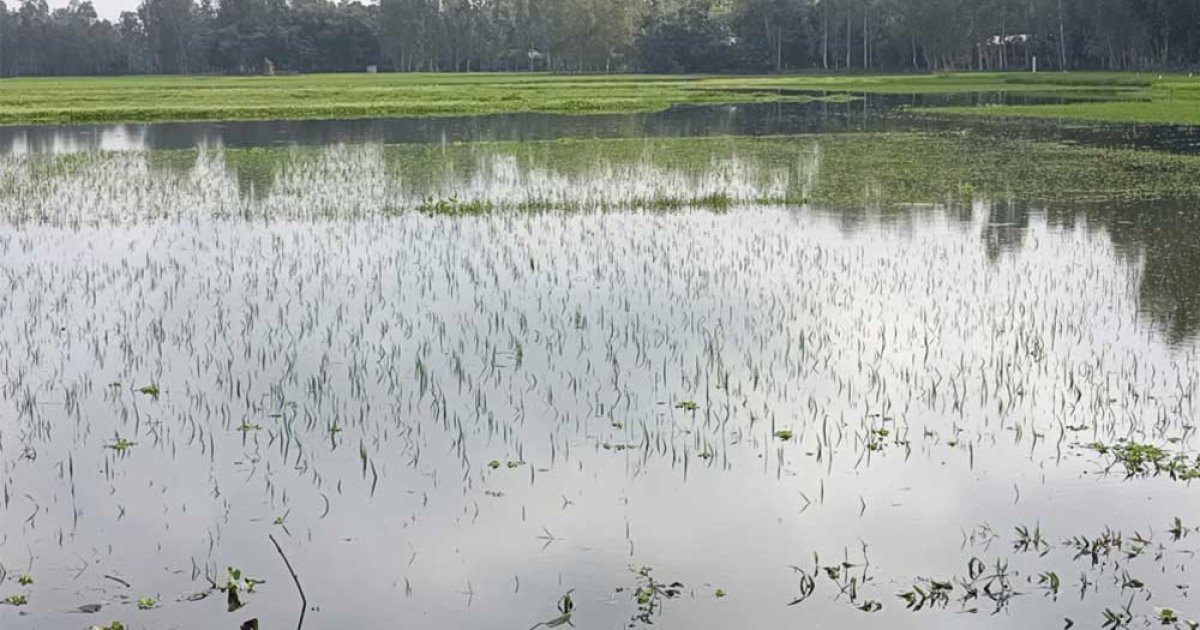 কুড়িগ্রামে ১৮০০ হেক্টর জমির ফসল নিমজ্জিত
