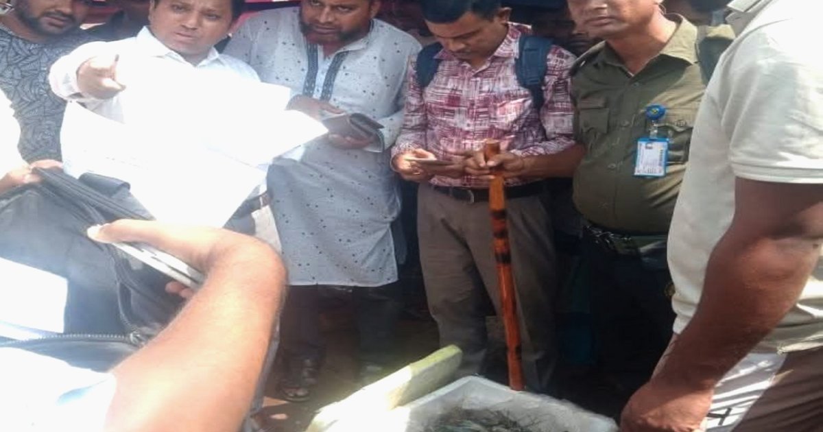 ব্রাহ্মণবাড়িয়ায় চিংড়ি মাছে জেলি ঢুকিয়ে প্রতারণা, লাখ টাকা জরিমানা