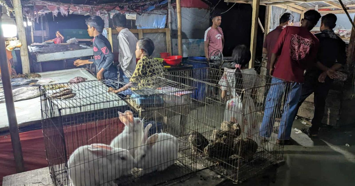 কুয়াকাটা ফিস ফ্রাই মার্কেটে নতুন চমক খরগোশ বারবিকিউ