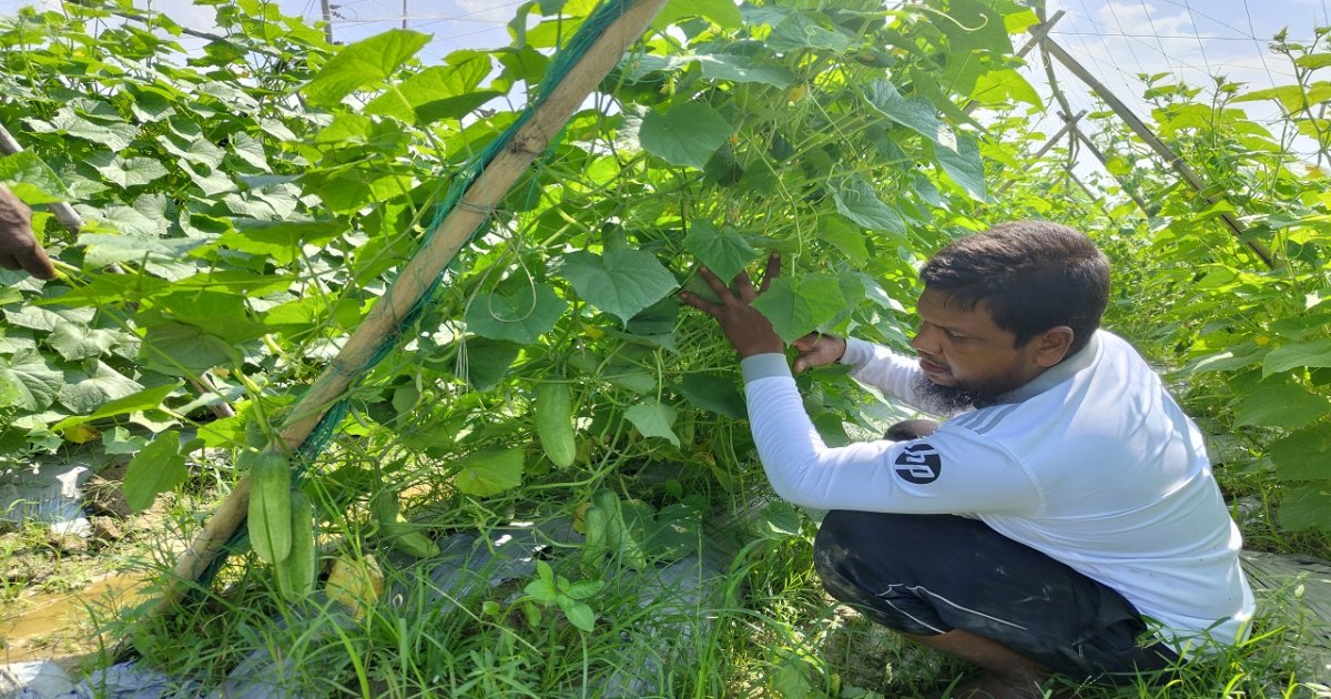 গোমতীর চরে আগাম শীতকালীন সবজি চাষে ব্যস্ত কৃষকরা