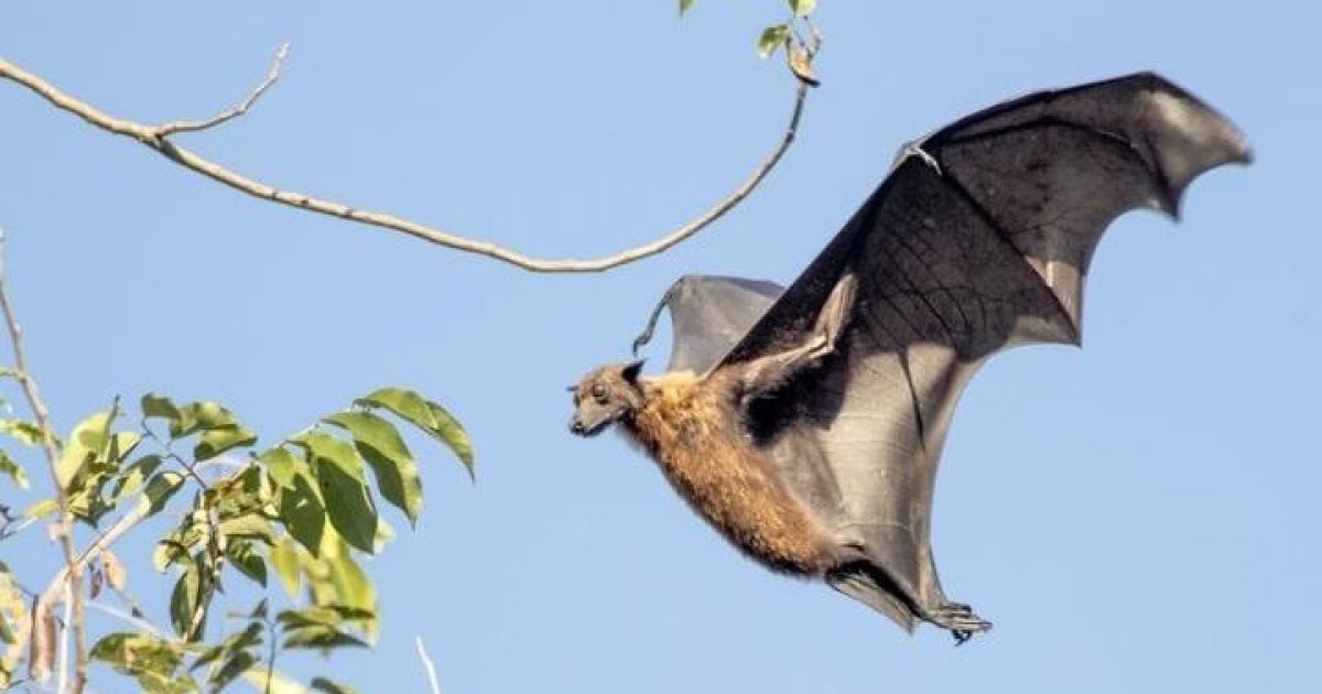 The big bat. Гигантский лжевампир летучие мыши. Летучие лисицы в австралии. Летучая мышь. Гигантская летучая лисица и человек.