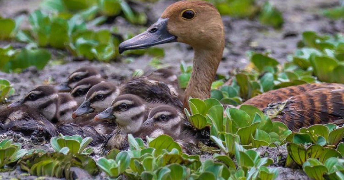 Pul porno uchun katta qizlar