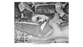 দলান্ধ বুদ্ধিব্যবসার চক্র