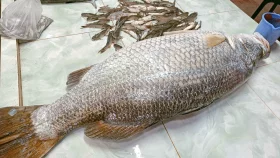 বড় মাছ দেখে খাওয়ার ইচ্ছা, টাকার কারণে বিক্রি