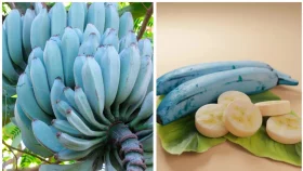 নীল রঙের কলা &lsquo;ব্লু জাভা&rsquo;, আইসক্রিমের মতো স্বাদ
