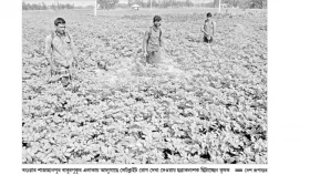 আলুক্ষেতে লেটব্লাইট রোগ উৎপাদন নিয়ে শঙ্কায় চাষি