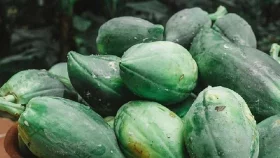 যে তিন কারণে কাঁচা পেঁপে বেশি করে খাবেন