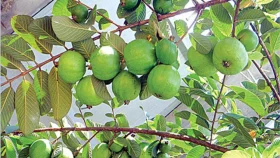 কাজী পেয়ারার &lsquo;কাজী&rsquo; কে?