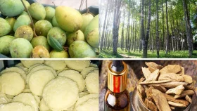 জিআই অনুমোদন পেল আরও ৪ পণ্য