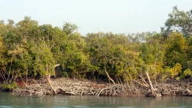 সুন্দরবনে দস্যু আতঙ্কে দিশেহারা জেলেরা