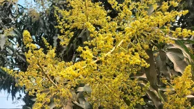 বগুড়ায় মধু মাসের বার্তা
