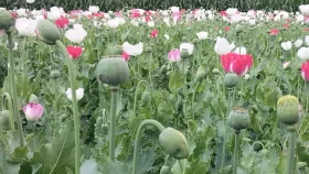 শিবালয়ে ভুট্টার সঙ্গে নিষিদ্ধ পপি চাষ