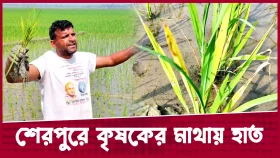 শেরপুরে পচে গেছে ২০০ একর জমির ধানের চারা