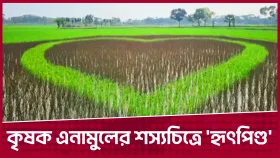 কৃষক এনামুলের এবারের চমক শস্যচিত্রে 'হৃৎপিণ্ড'