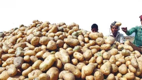 আলু আমদানি শুরু, রমজানে কমবে দাম?