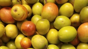 বরইয়ের আশ্চর্যজনক যতগুণ ও উপকারীতা