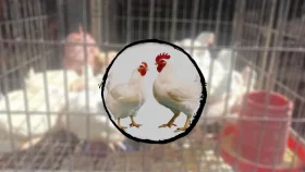৪৫ টাকা যায় কোথায়