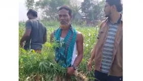 ফসলের সঙ্গে গাঁজা চাষ করেন কৃষক লতিফ, অতঃপর...