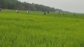 ইঁদুর মেরে লেজ জমা দিলে মিলবে ১০ টাকা!