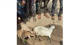 কলা খাওয়ার &lsquo;অপরাধে&rsquo; হত্যা, মৃত ছাগলের দুধ খাচ্ছিল বাচ্চারা