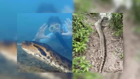 বিশ্বের বৃহত্তম সাপের মৃত্যু নিয়ে যা জানা গেল