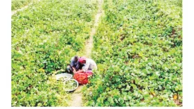নোনা জমি এখন বহু ফসলি