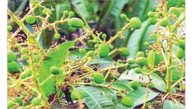 আমের গুটি রক্ষায়